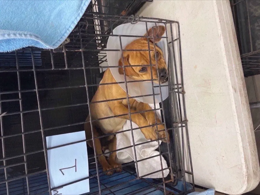 Dog receiving care at the event