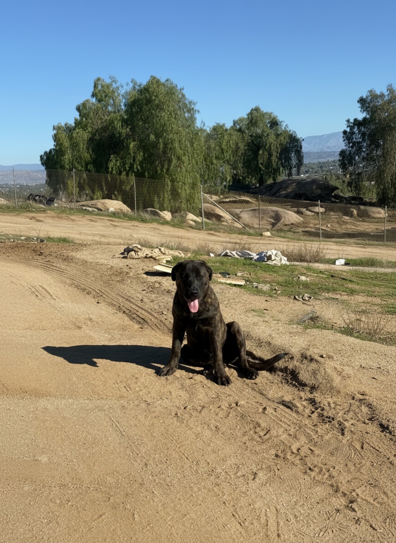 Brindle dog sitting on dirt road