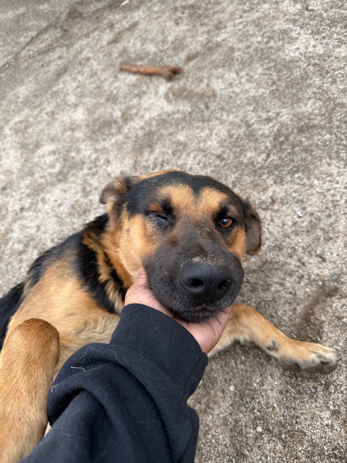Dog receiving affection from volunteer