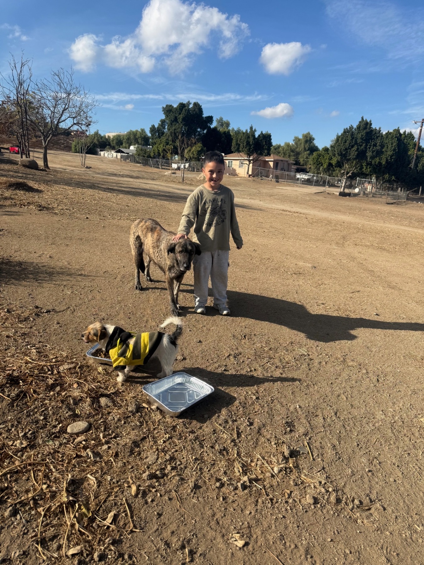 Group of stray dogs in the community