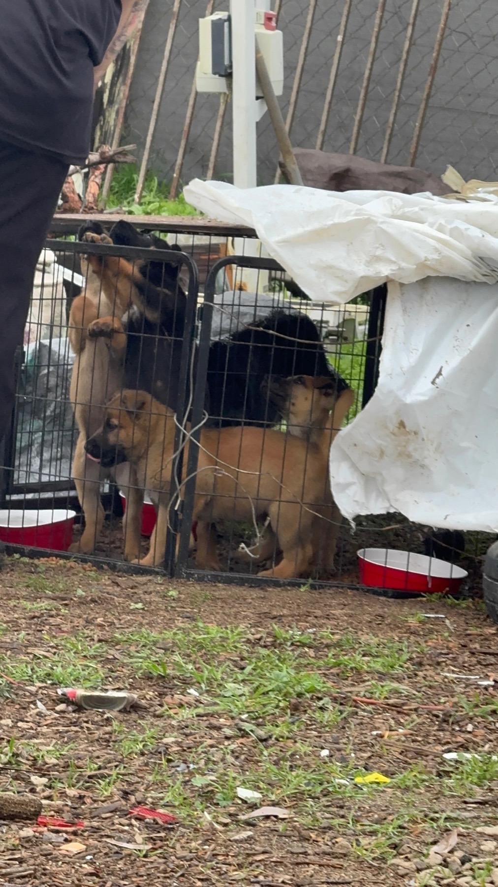 Pack of dogs being helped