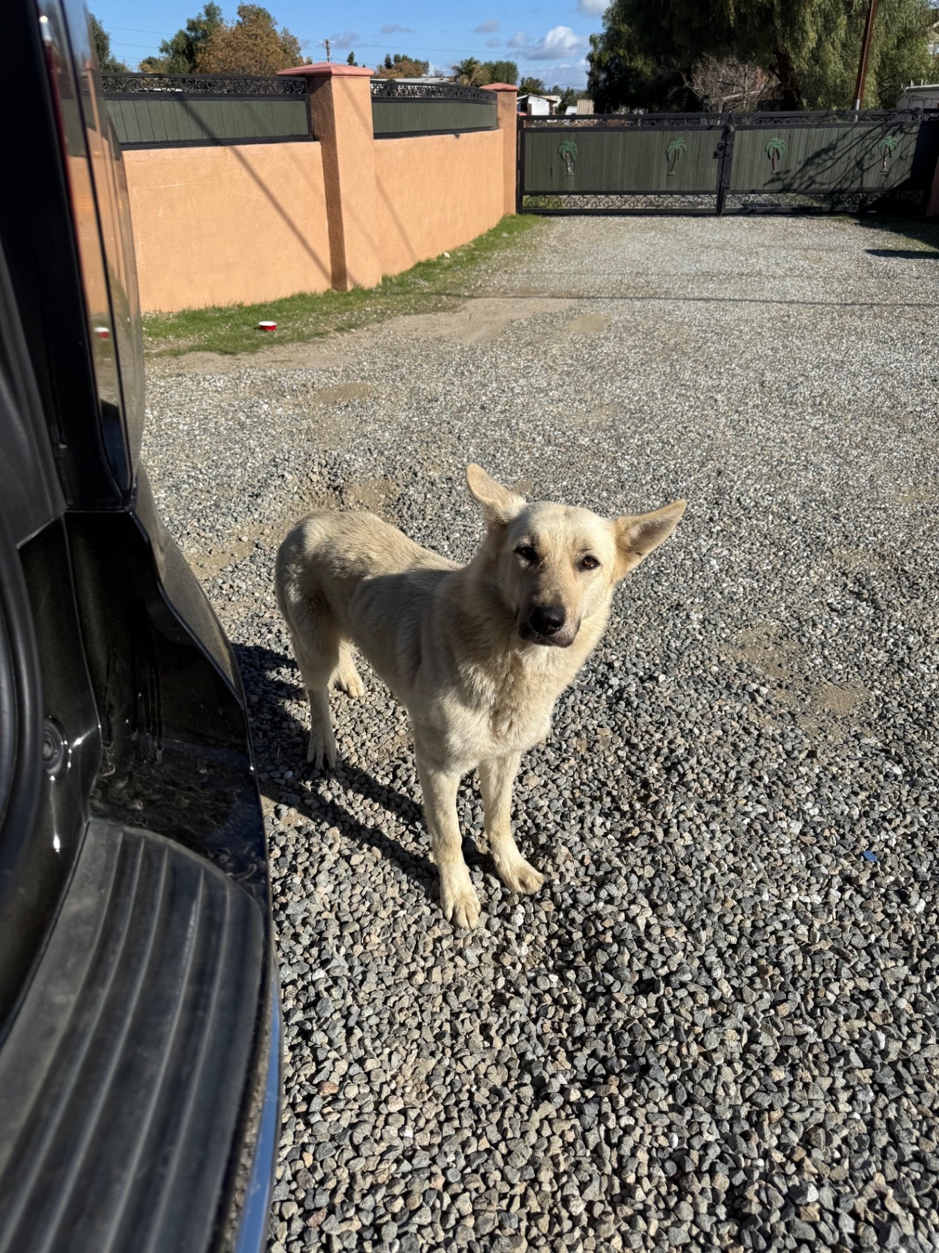 Stray dogs gathered together