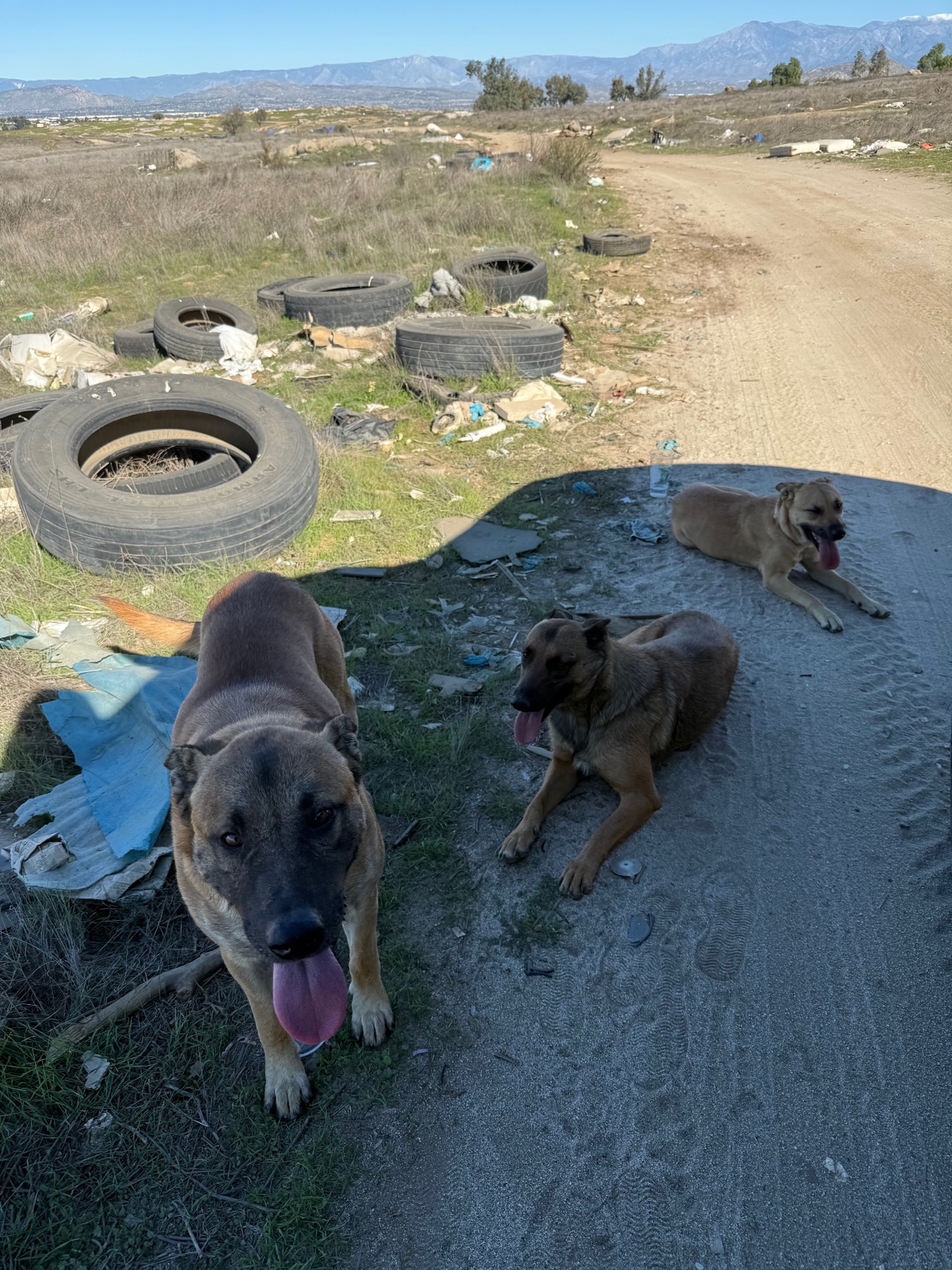 Stray dogs in Perris area