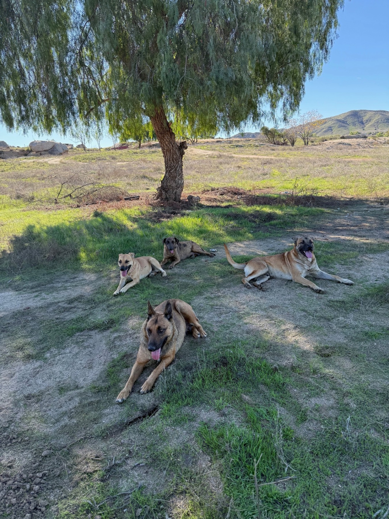 Dogs receiving care from volunteers