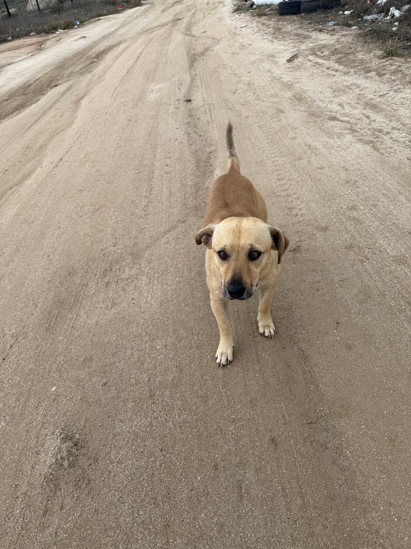 Dog walking on dirt road