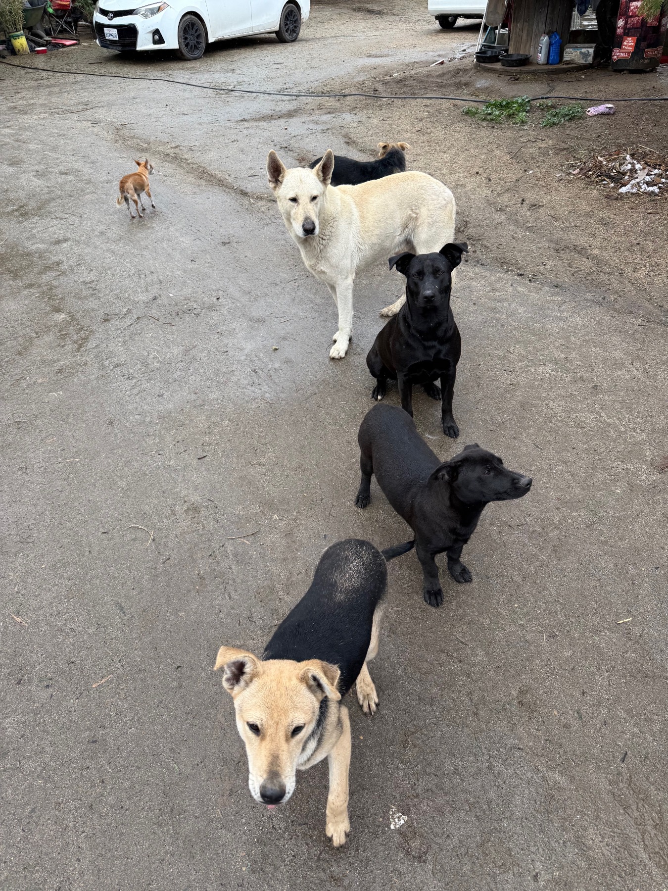 Pack of dogs waiting for food