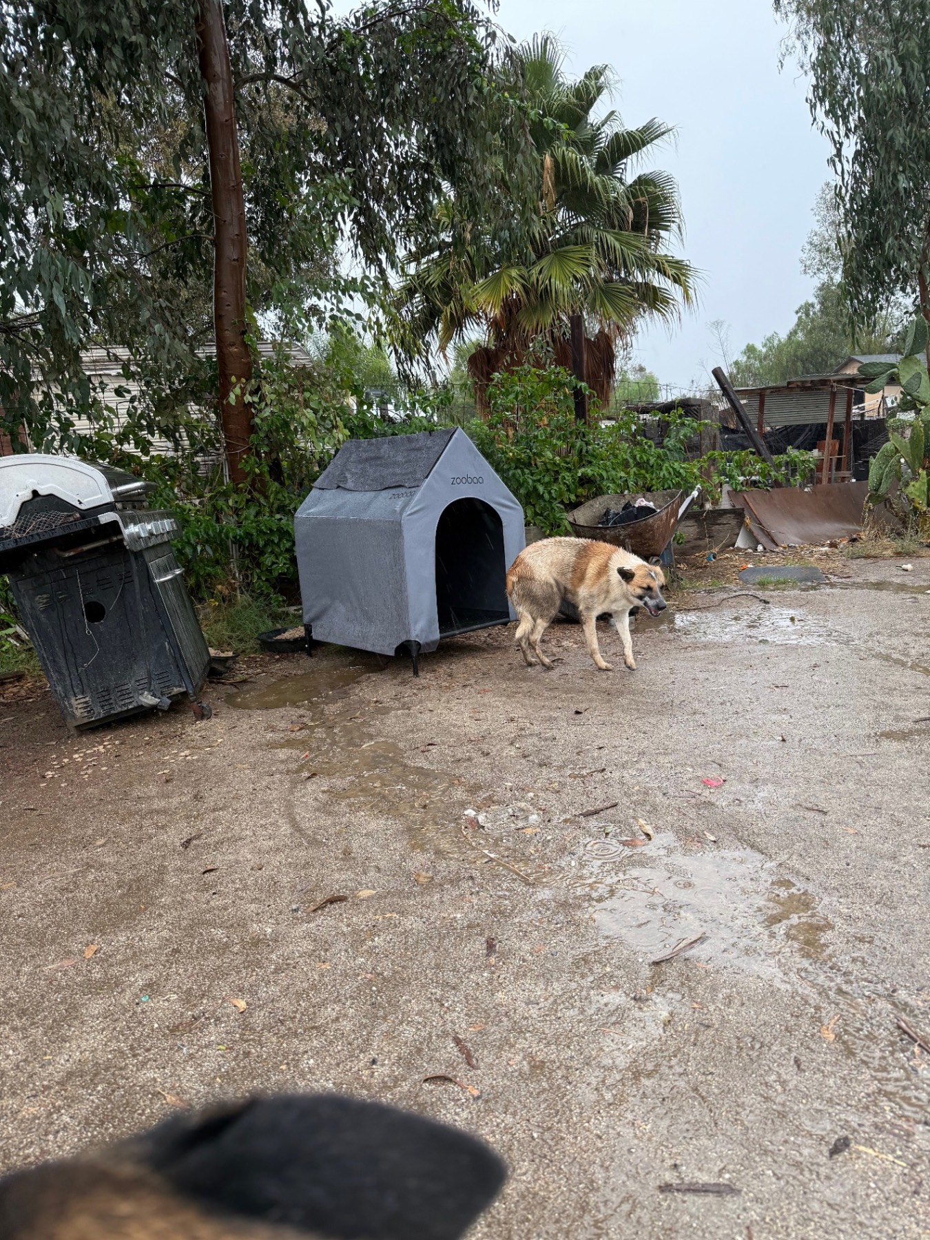 Dog with portable shelter