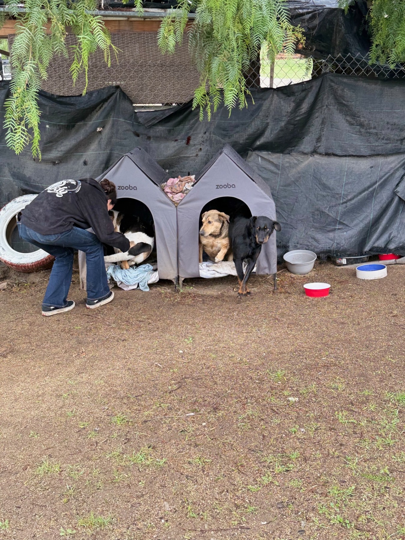 Dogs resting in portable shelters