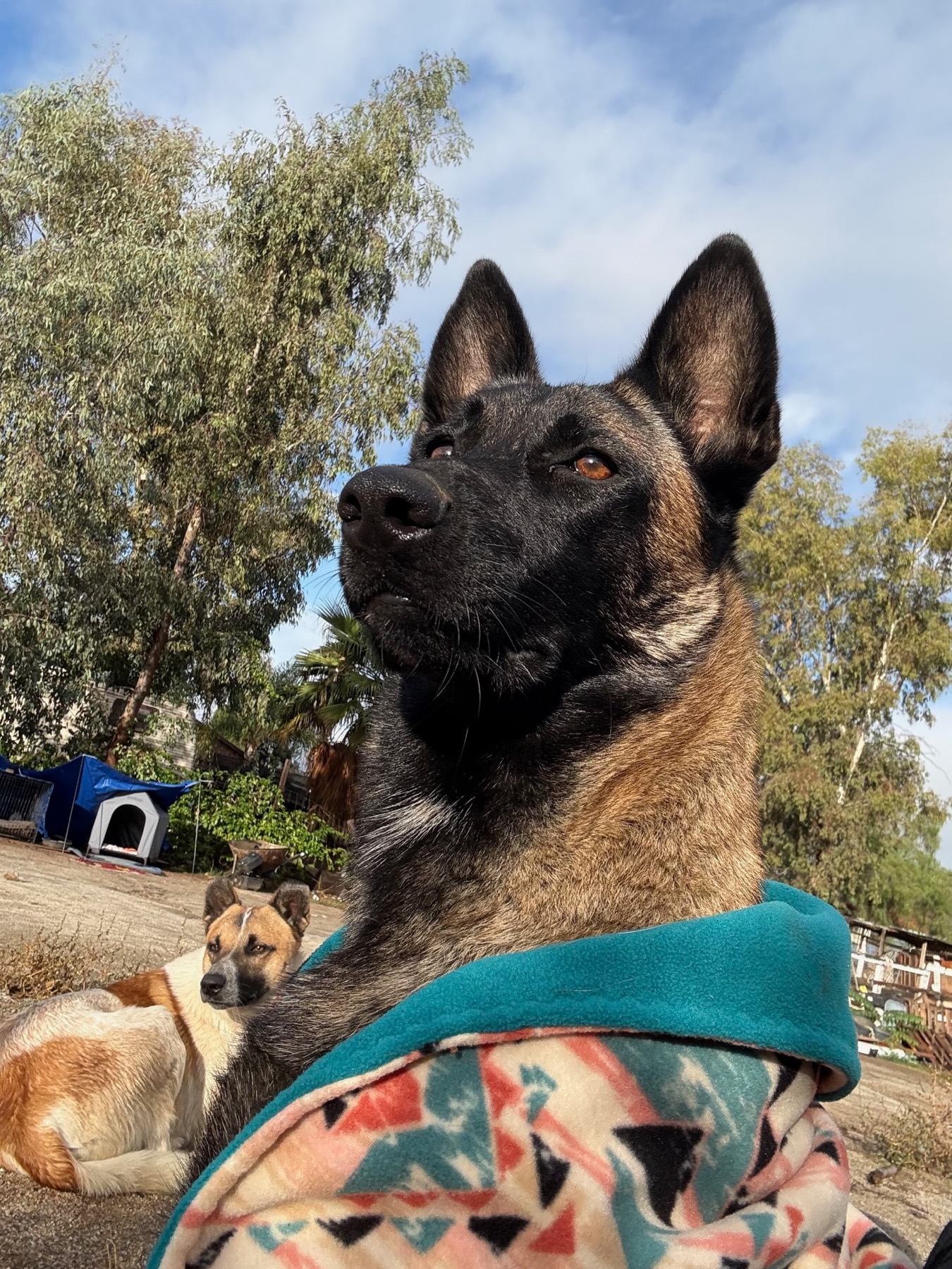 Dogs wrapped in blankets staying warm