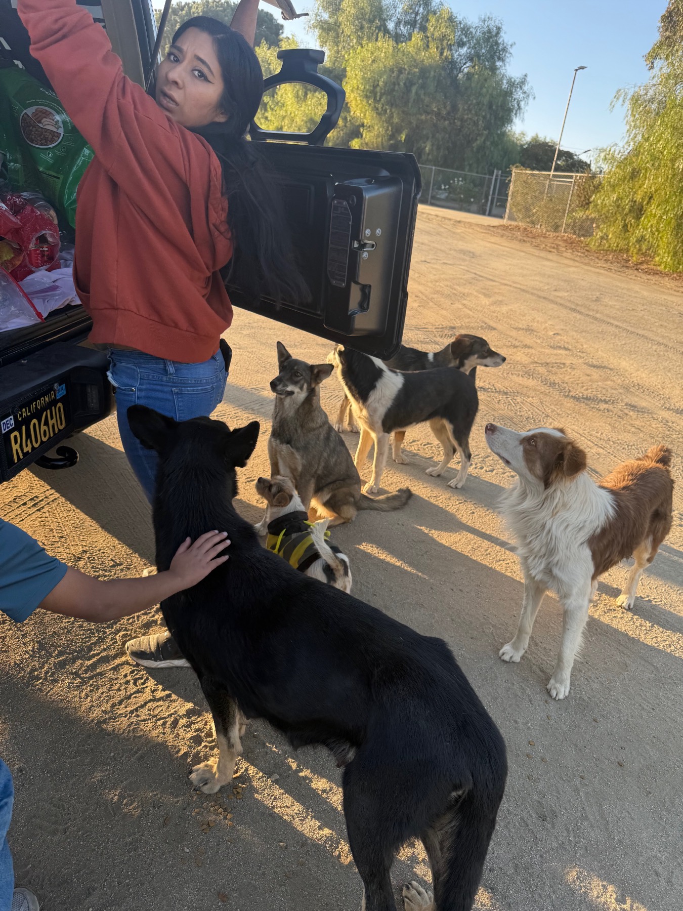 Volunteer feeding stray dogs