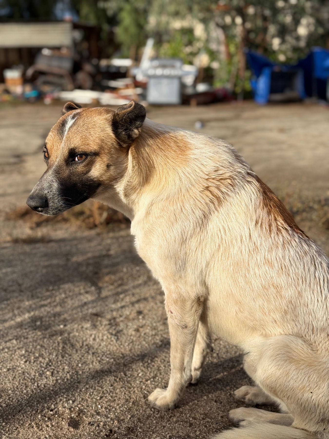 Stray dog sitting and watching